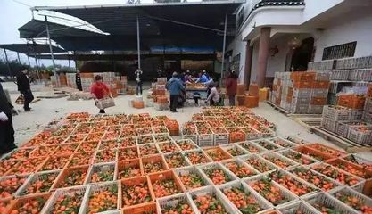 广西砂糖橘真的饱和了吗？还是部分果农的困境被掩盖？